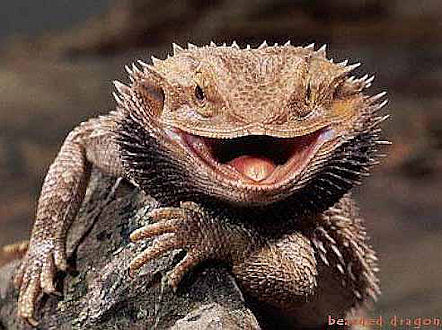 1356842907_bearded_dragon_lizard.jpg