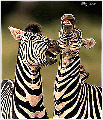 1363217348_zebra_best._joke._ever..jpg