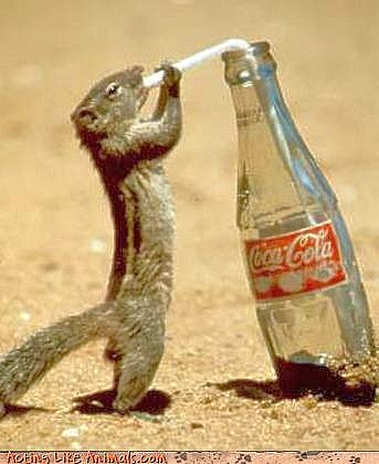 1368900929_squirrel_sipping_coke.jpg