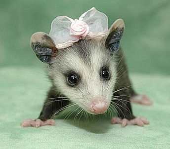 1371942320_cutepossum.jpg