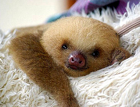 1385235560_baby-sloth.jpg