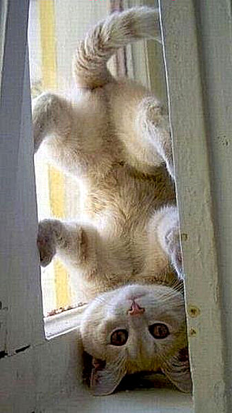 1387001202_upside_down_kitty.jpg