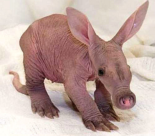 1387137728_baby-aardvark.jpg