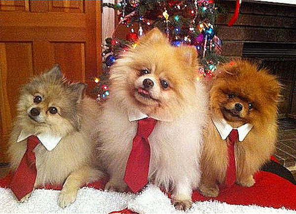 1388037059_xmas_poms.jpg