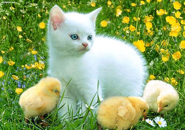 1394391942_cat-chicks.jpg