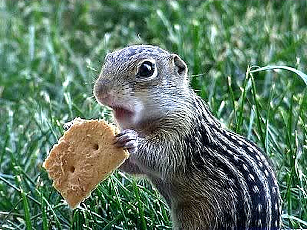 1405187697_chipmunk-funny-animal.jpg