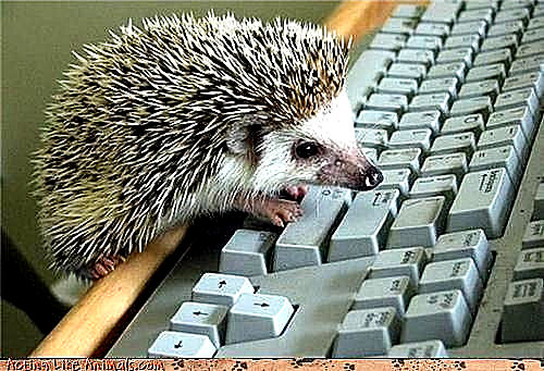 1407123512_hedgehog_on_computer.jpg