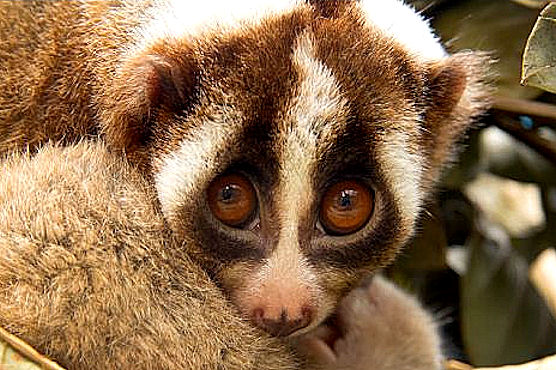 1407210726_slow_loris.jpg