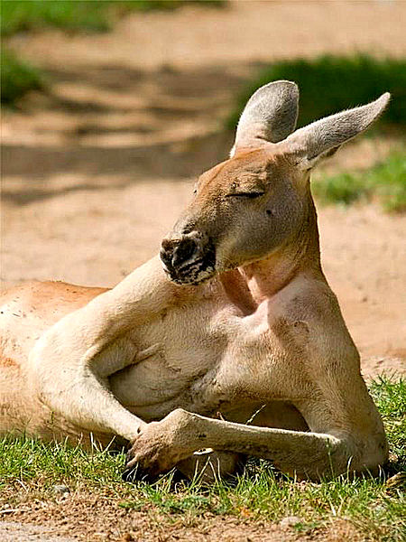 1407385859_kangaroo.jpg