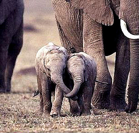 1415594148_baby_elephants.jpg