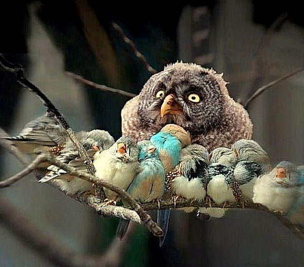 1424493399_owl_with_many_babies.jpg