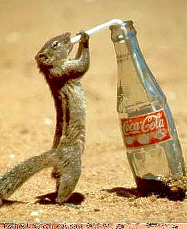 1424656857_squirrel_sipping_coke.jpg