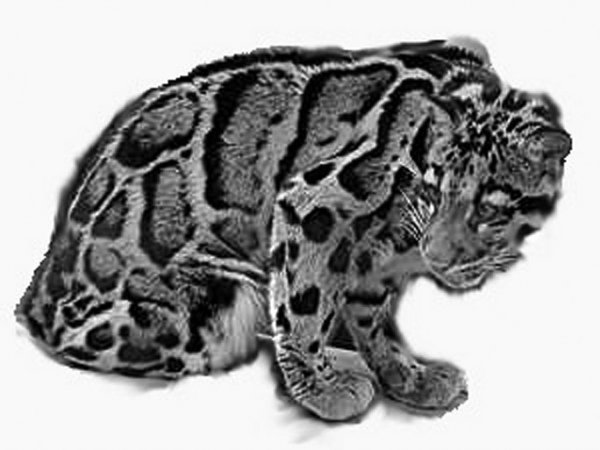 1341407610_clouded_leopard.jpg