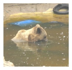 bear-in-water-mogo.jpg