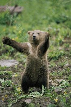 bear hugging human